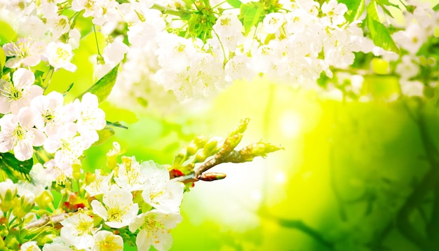 Belle scène de la nature avec un arbre de fleurs épanouies