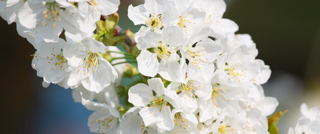 Belle scène de la nature avec un arbre de fleurs épanouies