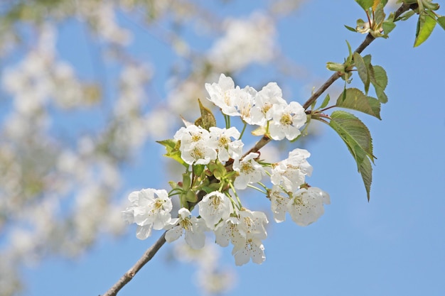 Belle scène de la nature avec un arbre de fleurs épanouies