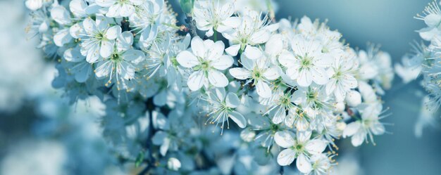 Belle scène de la nature avec un arbre de fleurs épanouies