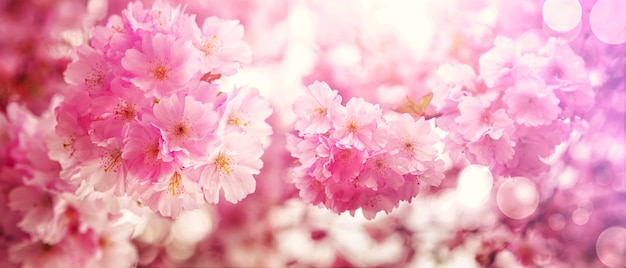 Belle scène de nature avec arbre de fleurs en fleurs.