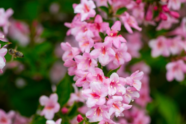 Belle scène de la nature avec arbre en fleurs.