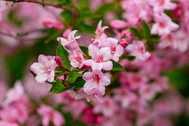 Belle scène de la nature avec arbre en fleurs.