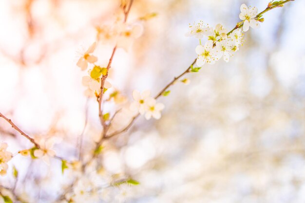 Belle scène de nature printanière avec un arbre en fleurs roses Tranquille printemps été nature gros plan et fond de forêt floue Nature idyllique