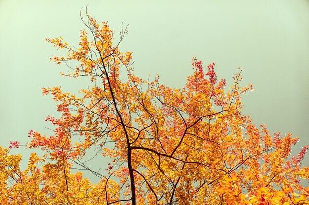 Belle scène de nature vintage de fond de paysage d'automne en automne