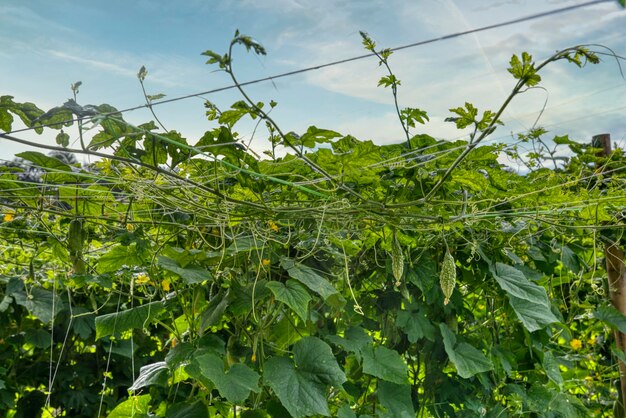 belle scène de photographie de verdure de la culture des légumes de gourd à la ferme