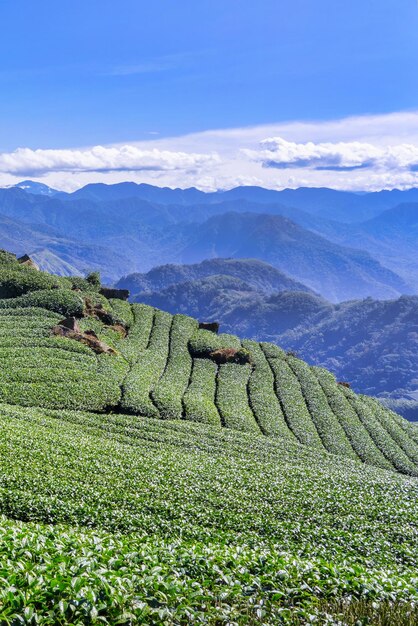 Belle scène de rangées de jardin de récolte de thé vert avec ciel bleu et concept de conception de nuage pour l'espace de copie de fond de produit de thé frais