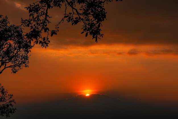 Belle silhouette d'arbre de paysage au coucher du soleil