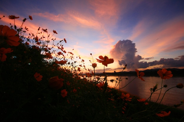 Belle Silhouette de Sulphur Cosmos ou jaune Cosmos champ de fleurs au crépuscule coucher de soleil près de la rivière.