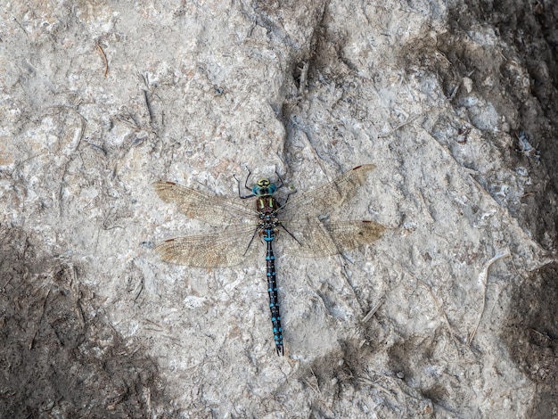 Belle Southern Hawker Dragonfly Aeshna juncea se prélassant sur une surface en pierre macro vue de dessus Copy space