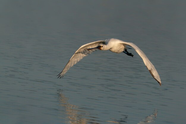 Belle spatule blanche ou spatule commune (Platalea leucorodia) en vol.