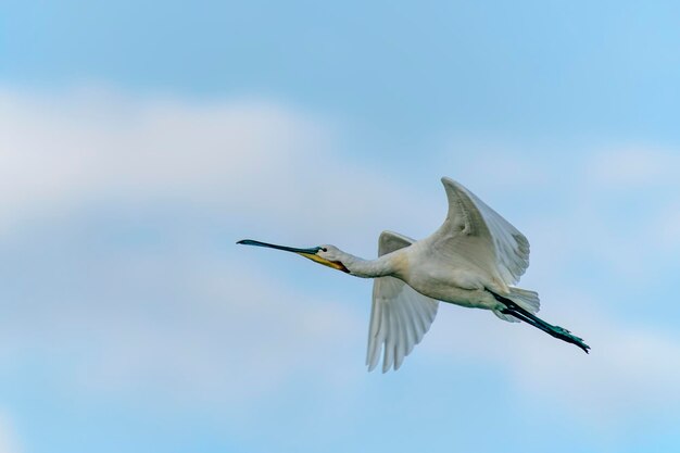 Belle spatule blanche ou spatule commune (Platalea leucorodia) en vol.