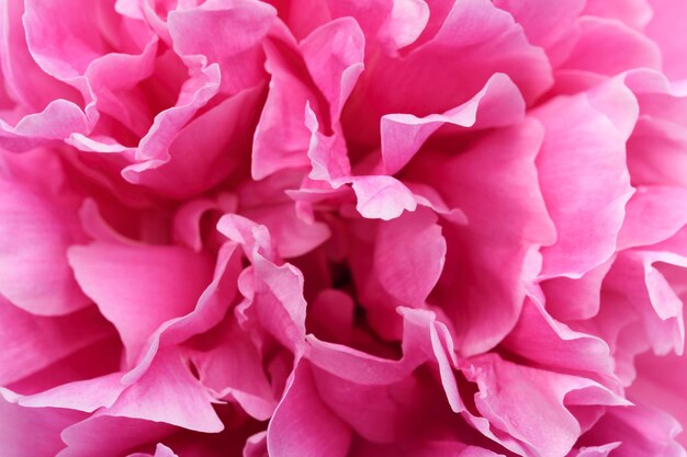 Belle tête fleurie de fleur de pivoine magenta en gros plan