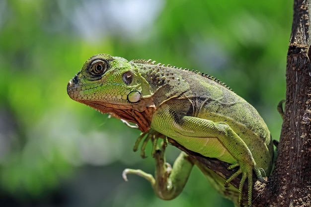 Belle tête gros plan d'iguane rouge sur gros plan d'animaux en bois