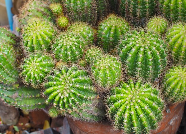 Belle de texture sur le cactus succulent au soleil