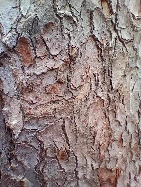 Belle texture d'écorce d'arbre