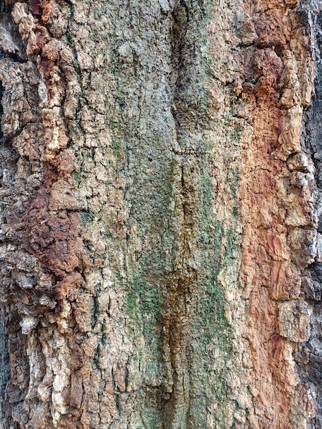 Belle texture d'écorce d'arbre