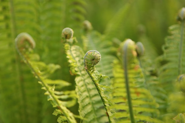 Belle texture de feuille de fougère dans la nature Fond naturel Gros plan de plantes dans la flore forestière qui se déroule