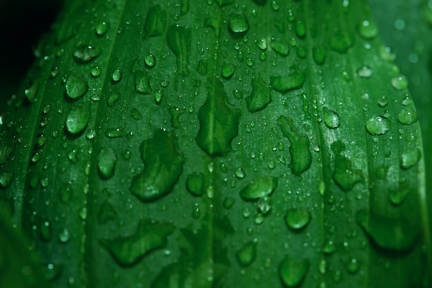 Belle texture de feuille verte avec des gouttes d'eau après la pluie se bouchent