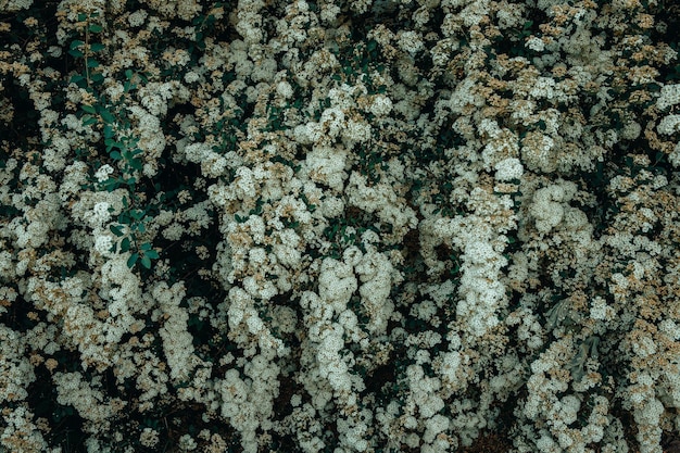 Belle texture de fond floral de fleurs blanches