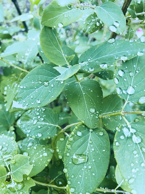 Belle texture d'herbe avec des gouttes de pluie