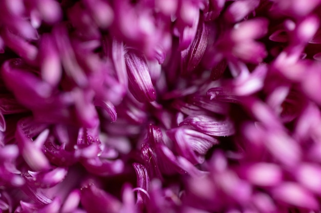 Photo belle texture de pétale de fleur abstraite