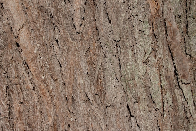 Belle texture de tronc d'arbre âgé