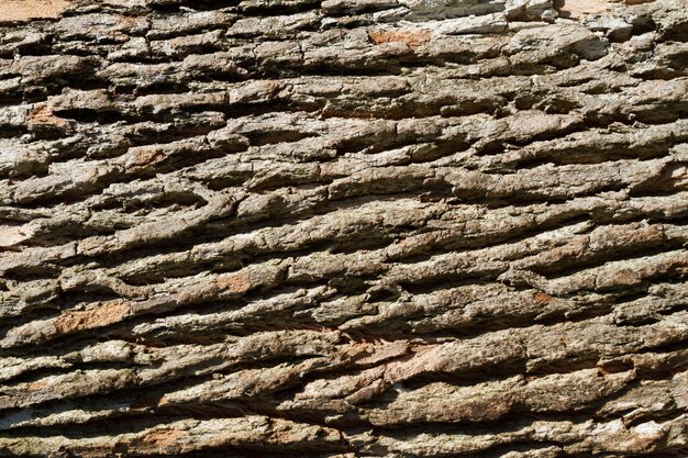 Belle texture de vieux fond d'écorce d'arbre