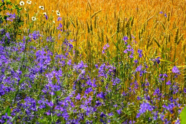 Photo belle toile de fond de blé mûrissant et de fleurs bleues dans le champ