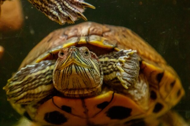 Belle tortue nage dans l'eau