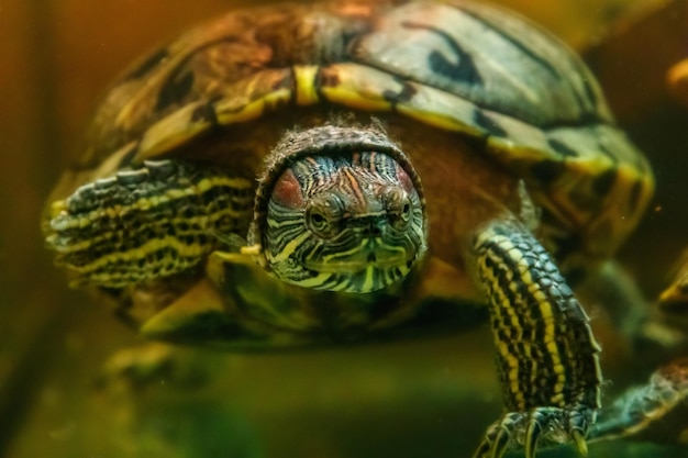 Belle tortue nage dans l'eau