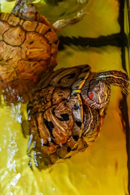 Belle tortue nage dans l'eau