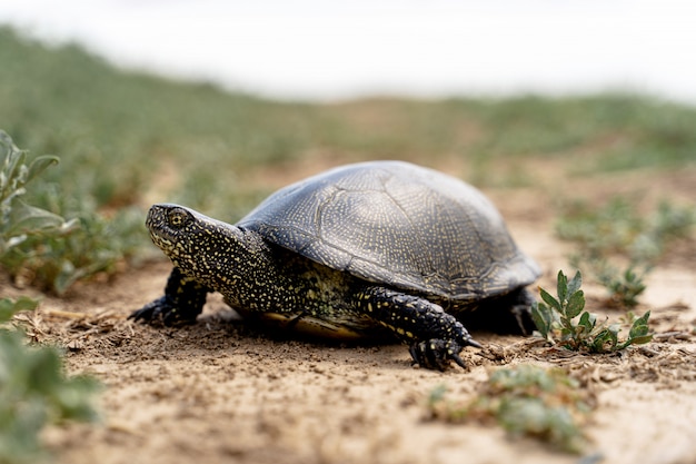 Une belle tortue tachetée rampe à travers la steppe