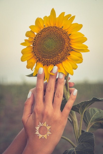 Belle tournesol et femme main au coucher du soleil photo tonique