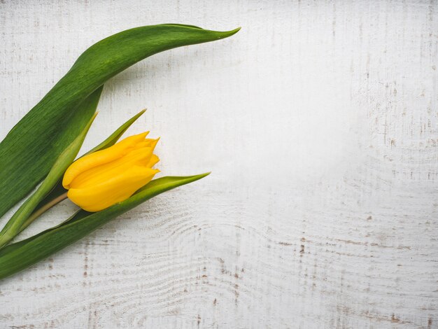 Belle tulipe allongée sur un tableau blanc