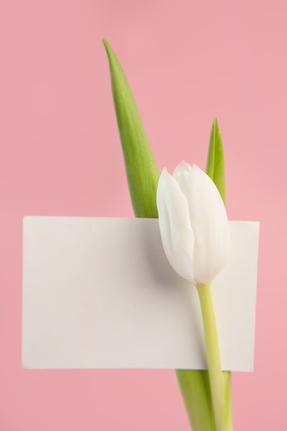 Photo belle tulipe blanche avec carte vierge