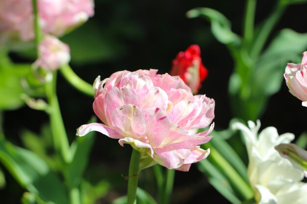 belle tulipe blanche en forme de pivoine dans un paysage de printemps