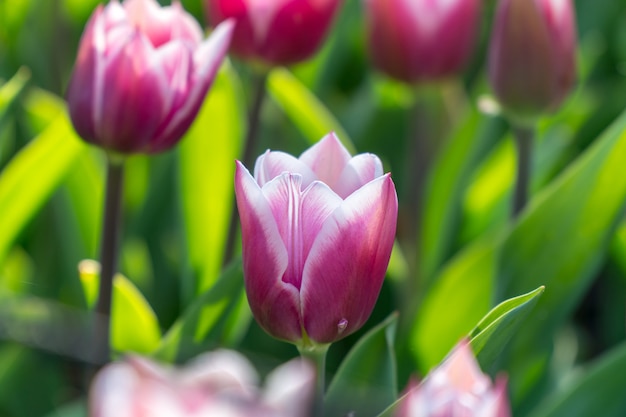 Belle tulipe blanche et violette