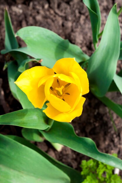 Belle tulipe jaune closeup sur feuillage vert