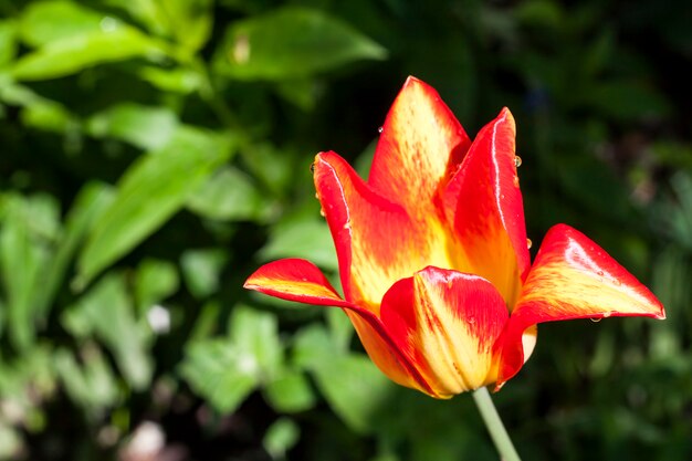 Belle tulipe jaune et rouge gros plan sur le feuillage vert