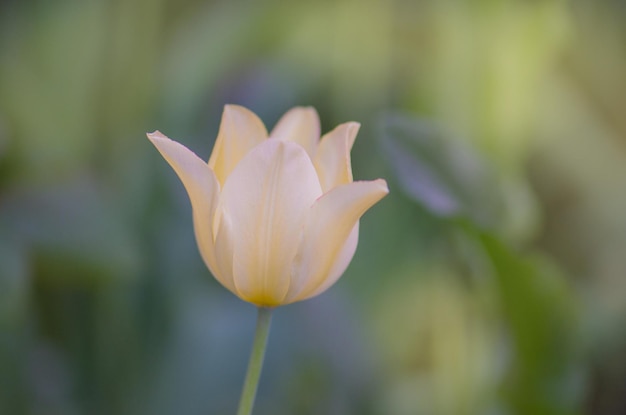 Belle tulipe Marjolettii