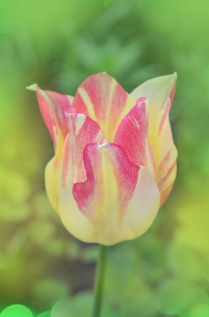 Belle tulipe Marjolettii