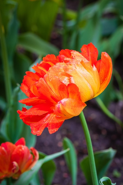 Une belle tulipe pivoine rouge ardente