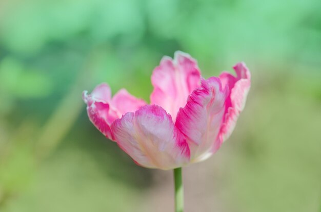 Belle tulipe printanière perroquet tricolore rose Tulipes perroquet fantaisie