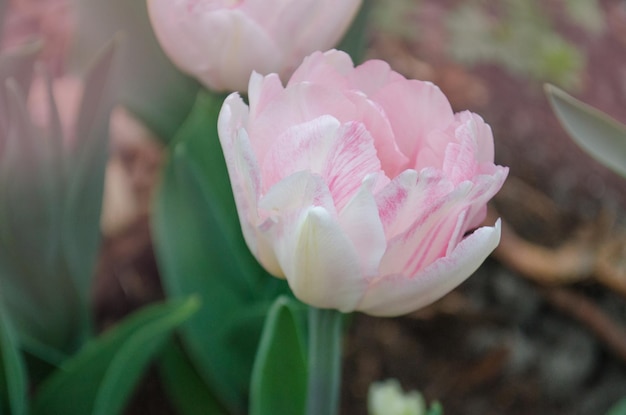 Belle tulipe rose double Tulipe double rose à floraison précoce