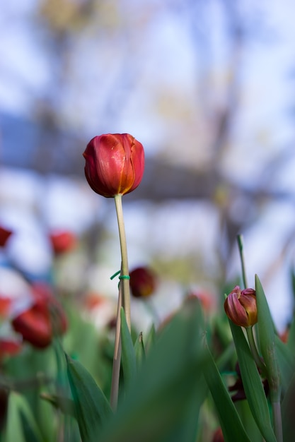 Belle tulipe rouge dans le jardin sur fond de tulipes vertes,