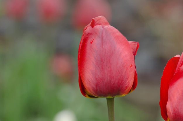 Belle tulipe rouge Parad Tulipes rouges avec des feuilles vertes