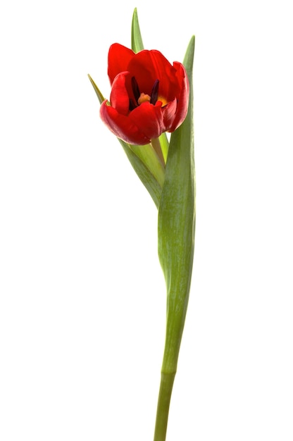 Belle tulipe rouge