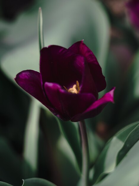 Belle tulipe violette tulipe rose fleurs lilas poussent dans un parterre de fleurs au printemps