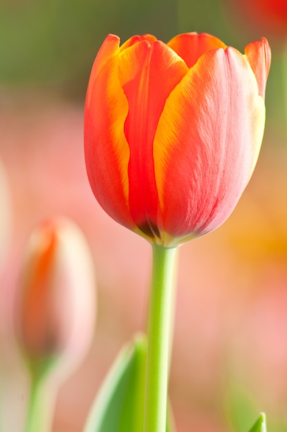 belle tulipe